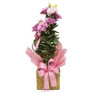 Lisianthus Plantado