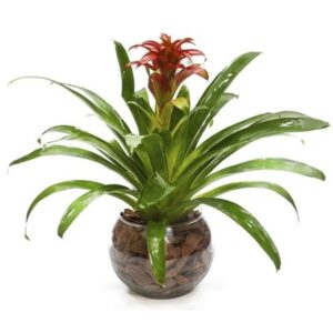 Bromélia No Vaso De Vidro