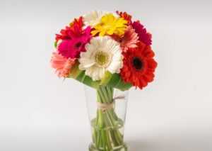 12 Gérberas Coloridas em Vaso