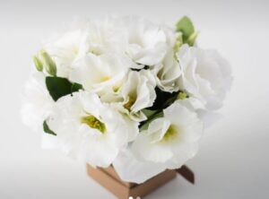 Arranjo Pequeno de Lisianthus